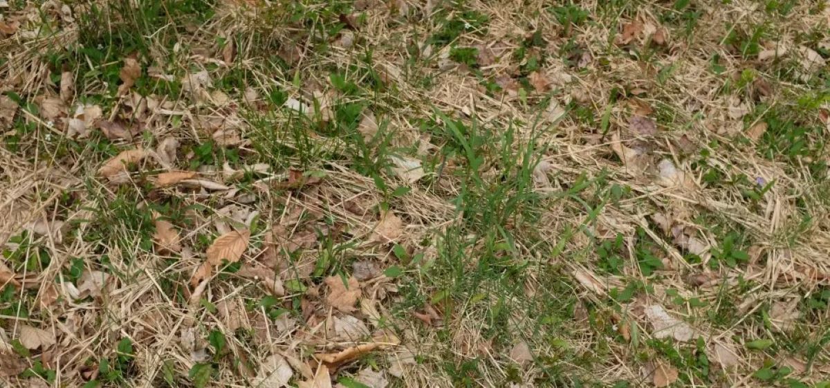 Οπτική ψευδαίσθηση