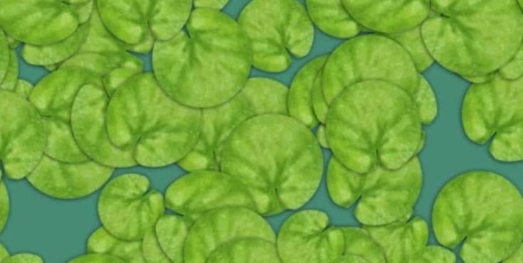 Οπτική ψευδαίσθηση