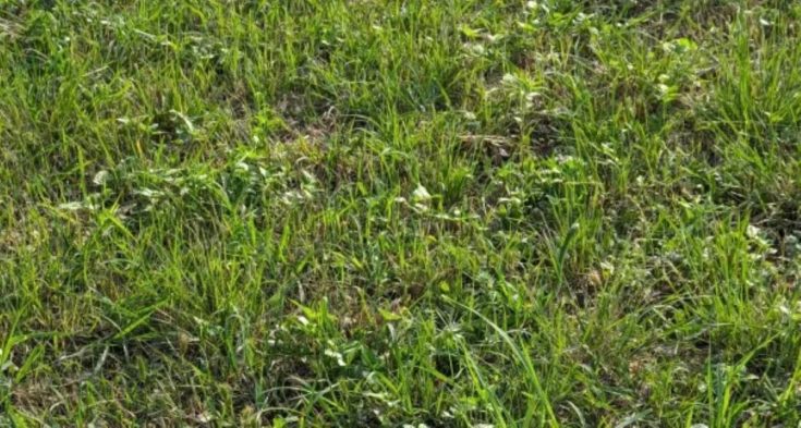 Οπτική ψευδαίσθηση