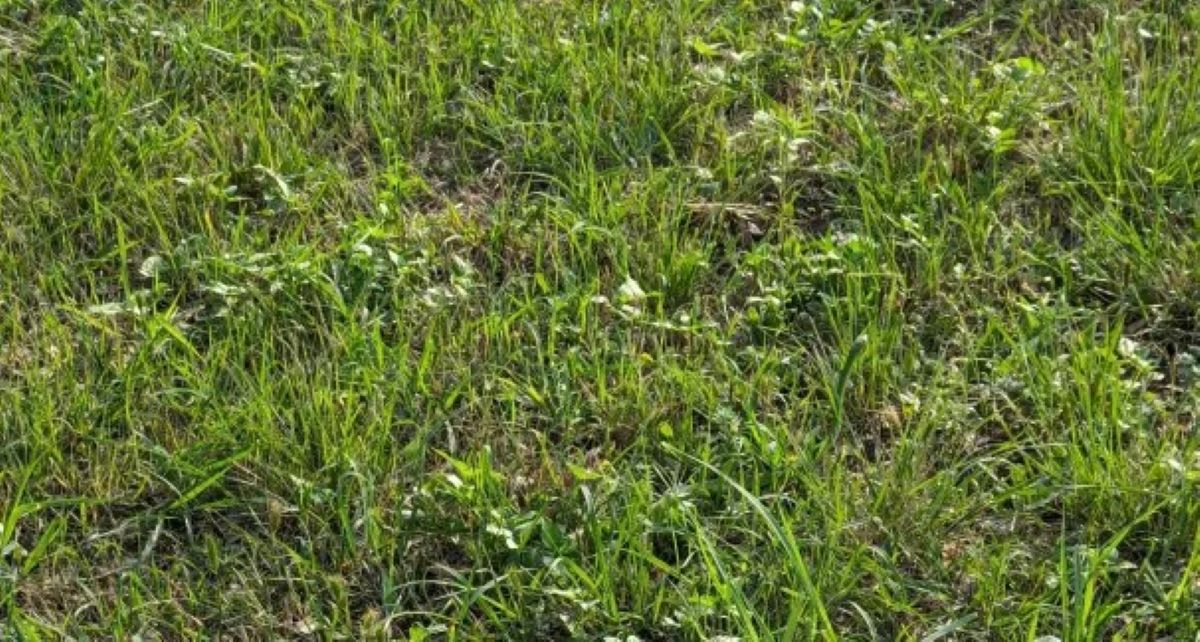 Οπτική ψευδαίσθηση