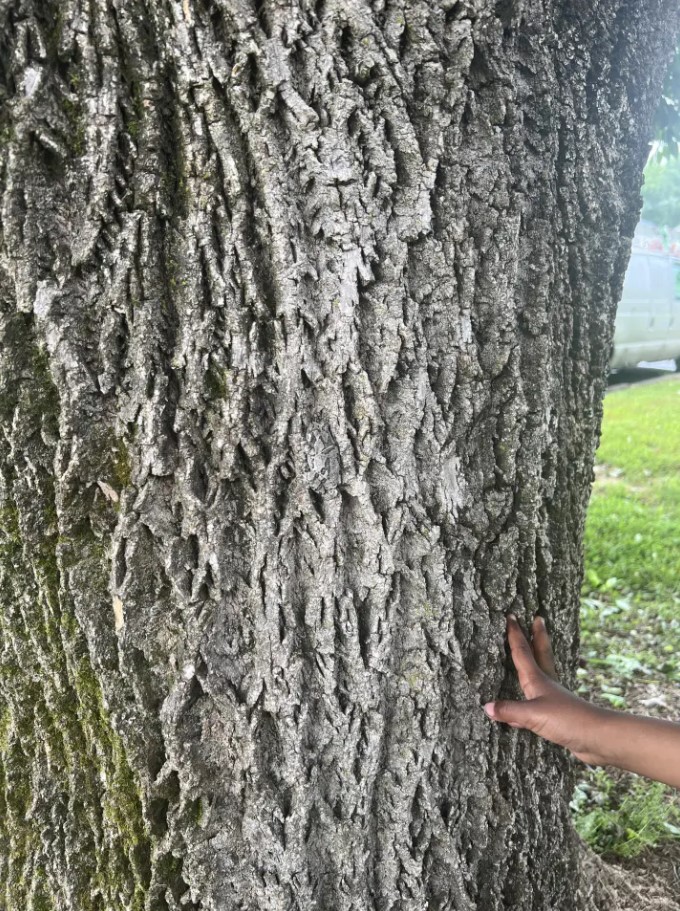 Οπτική ψευδαίσθηση