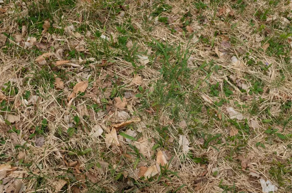 Οπτική ψευδαίσθηση