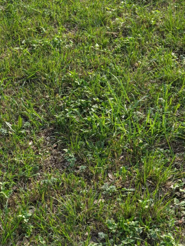 Οπτική ψευδαίσθηση