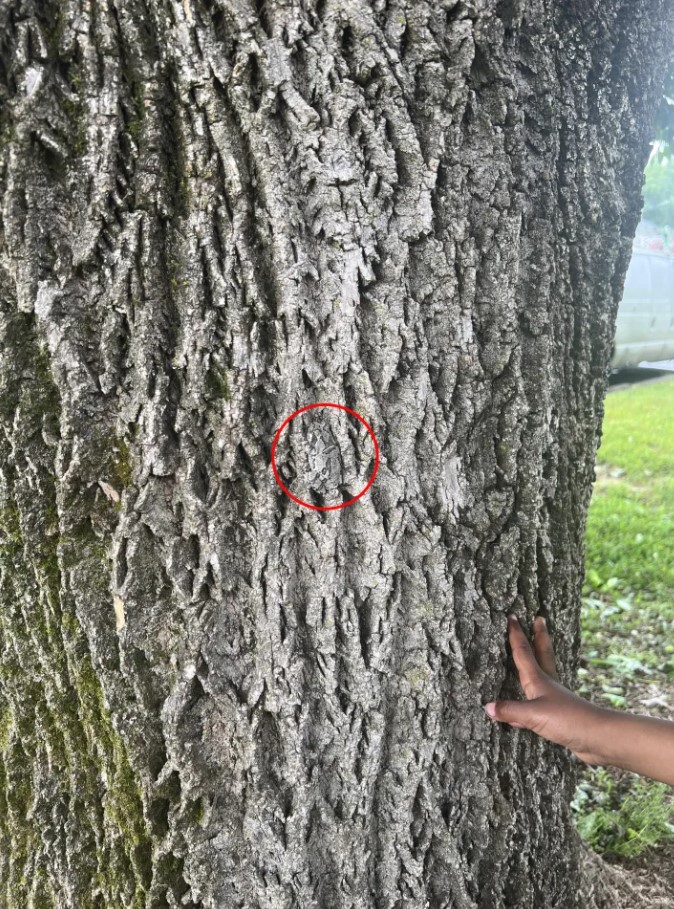 Οπτική ψευδαίσθηση