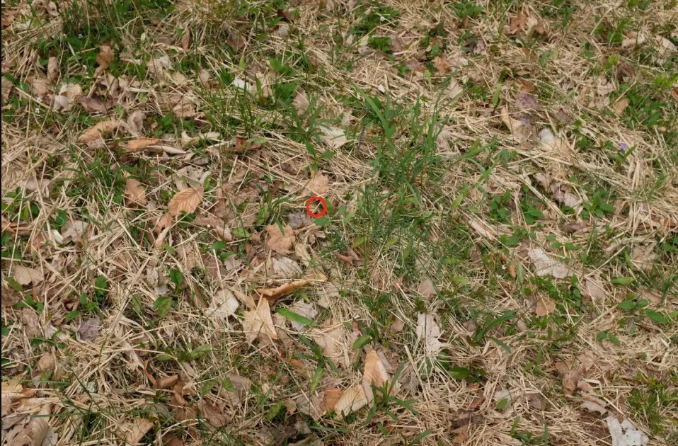 Οπτική ψευδαίσθηση