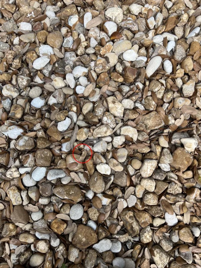 Οπτική ψευδαίσθηση