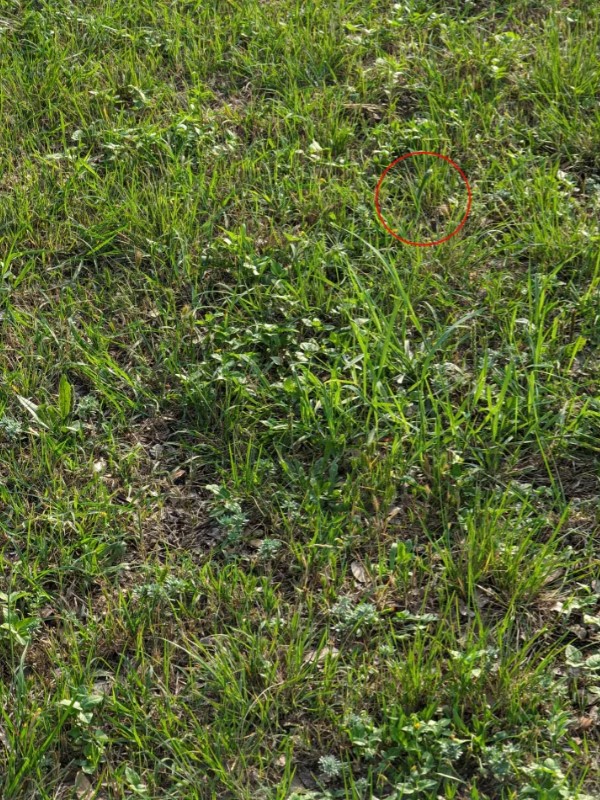 Οπτική ψευδαίσθηση