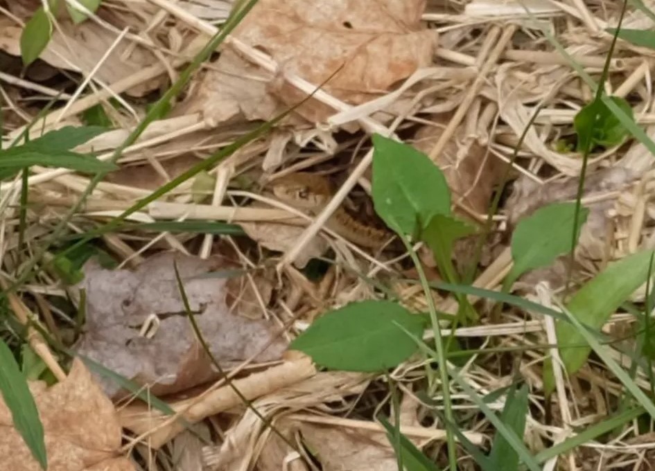 Οπτική ψευδαίσθηση