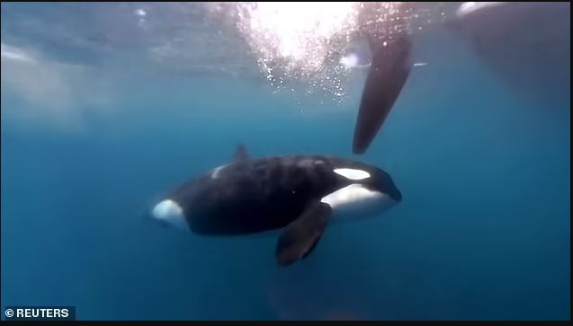 Βίντεο: Όρκες εμβολίζουν σκάφος και δαγκώνουν τα πηδάλια