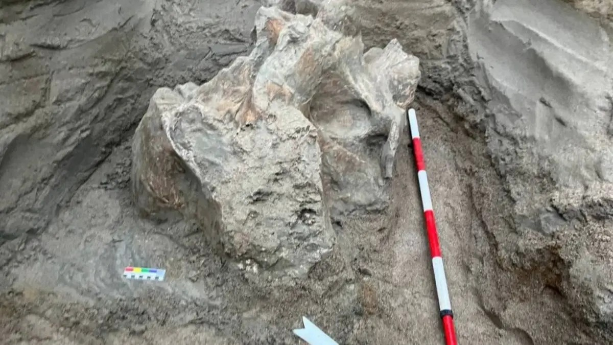 Εργάτες σε λατομεία ανακάλυψαν το μαμούθ κοντά στον ποταμό Jyrgalang στο Κιργιστάν. (Υπουργείο Πολιτισμού της Κιργιζίας)