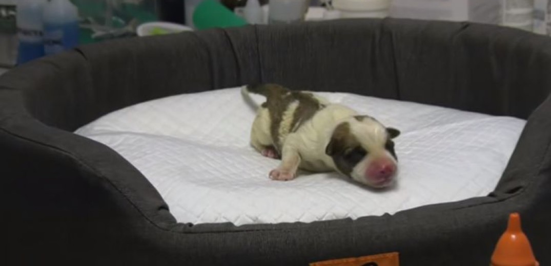 Λέσβος: Η ιστορία του Skyfall – Το νεογέννητο σκυλάκι που βρέθηκε από το ράμφος ενός γερακιού… στην άσφαλτο – ΒΙΝΤΕΟ