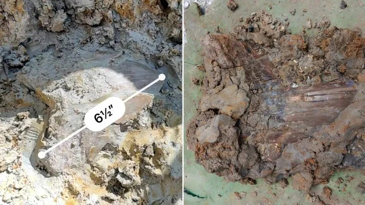 Ο Κολούμπια και η οικογένειά του έχουν αποκαλέσει την ανασκαφή "εμπειρία μιας ζωής."