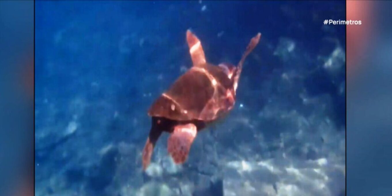 Χελώνα Επίθεση