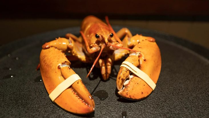 Crush πορτοκαλί αστακός