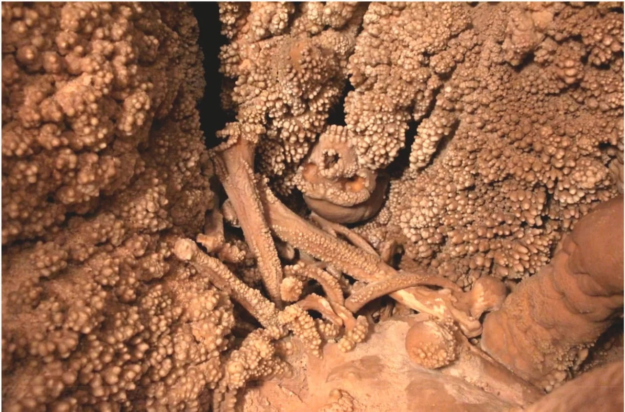 Ο σκελετός του Ανθρώπου της Αλταμούρα ανάμεσα σε σταλακτίκες και σταλαγμίτες.