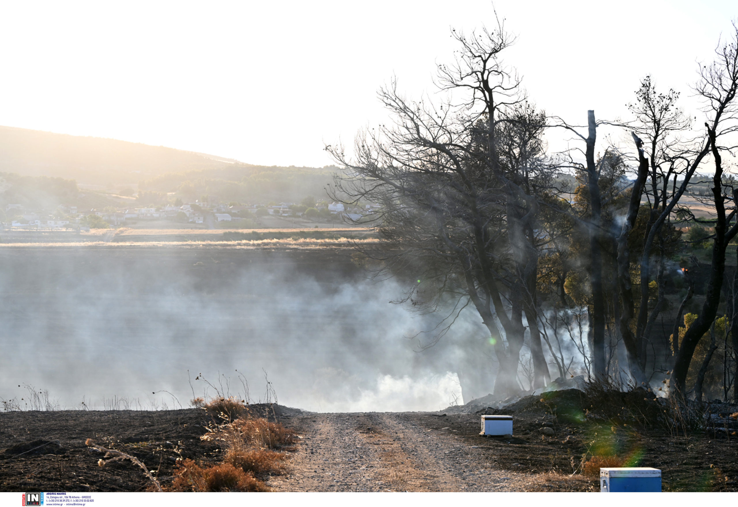 Εύβοια: Από άγριο πτηνό φαίνεται πως προκλήθηκε η μεγάλη φωτιά – Τα ευρήματα της Πυροσβεστικής
