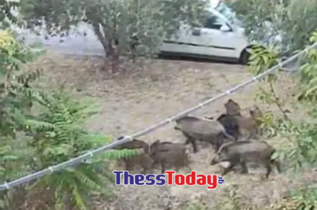 αγριογούρουνα