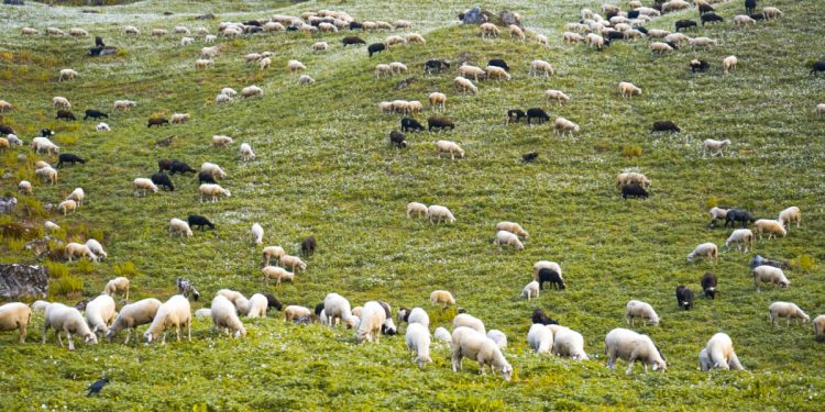 Πανώλη των αιγοπροβάτων: Όλα όσα πρέπει να γνωρίζουμε – Οι διαφορές με την «μαύρη πανούκλα» του 14ου αιώνα