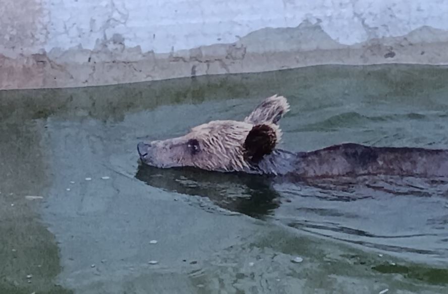 Ιωάννινα: Αρκούδα παγιδεύτηκε σε δεξαμενή νερού – Δείτε βίντεο από τον απεγκλωβισμό της με αυτοσχέδια ράμπα