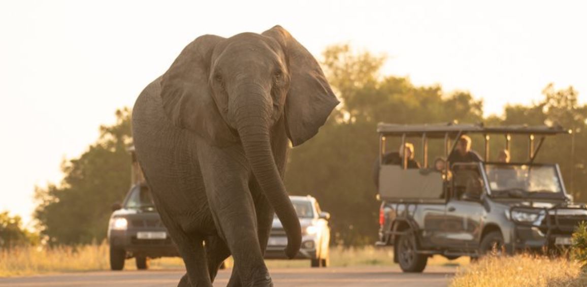 ΕΛΕΦΑΝΤΑΣ - ΑΦΡΙΚΗ