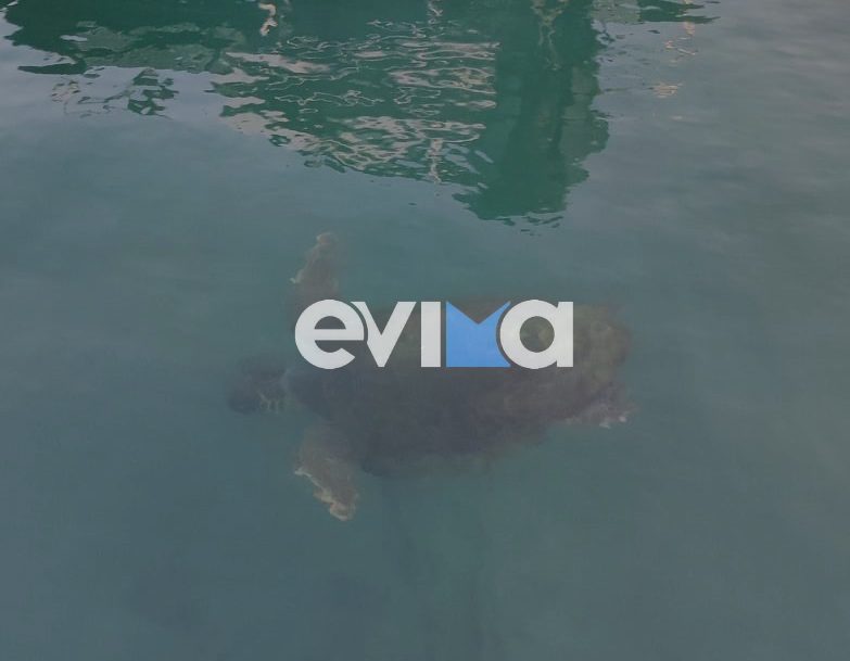 Εύβοια: Πώς μια θαλάσσια χελώνα ξάφνιασε τους λουόμενους – Δείτε ΦΩΤΟ και ΒΙΝΤΕΟ