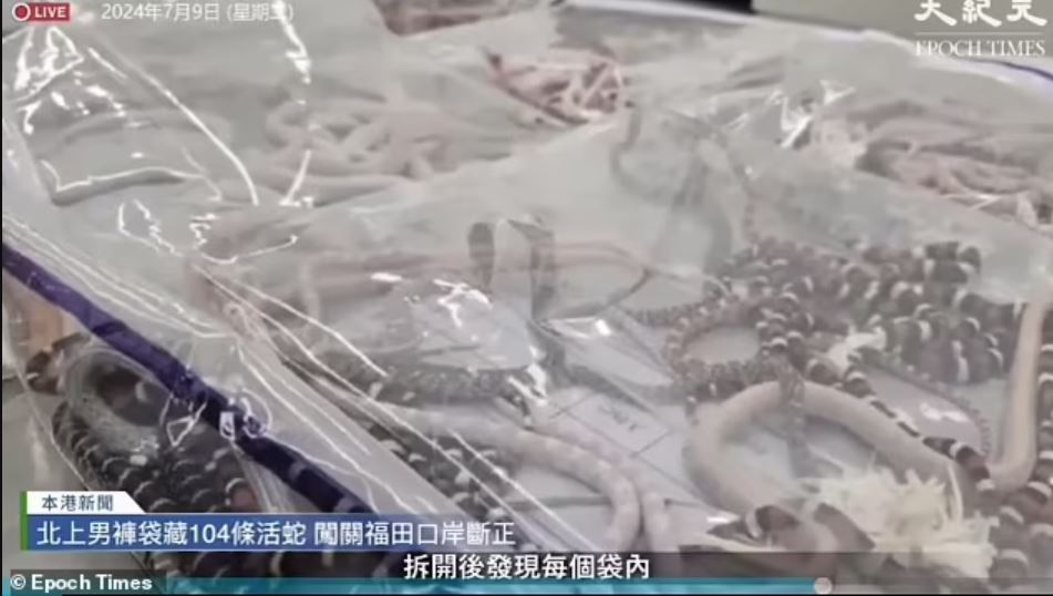 Είχε 100 φίδια κρυμμένα μέσα στο παντελόνι του: Άφωνοι οι τελωνειακοί – Δείτε βίντεο