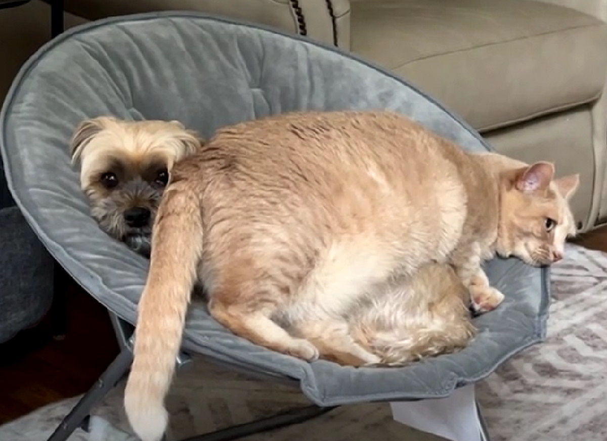 Γατούλης μοιράζεται κάθισμα με σκύλο κάπως …ανορθόδοξα