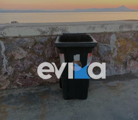 γατάκια - κάδος