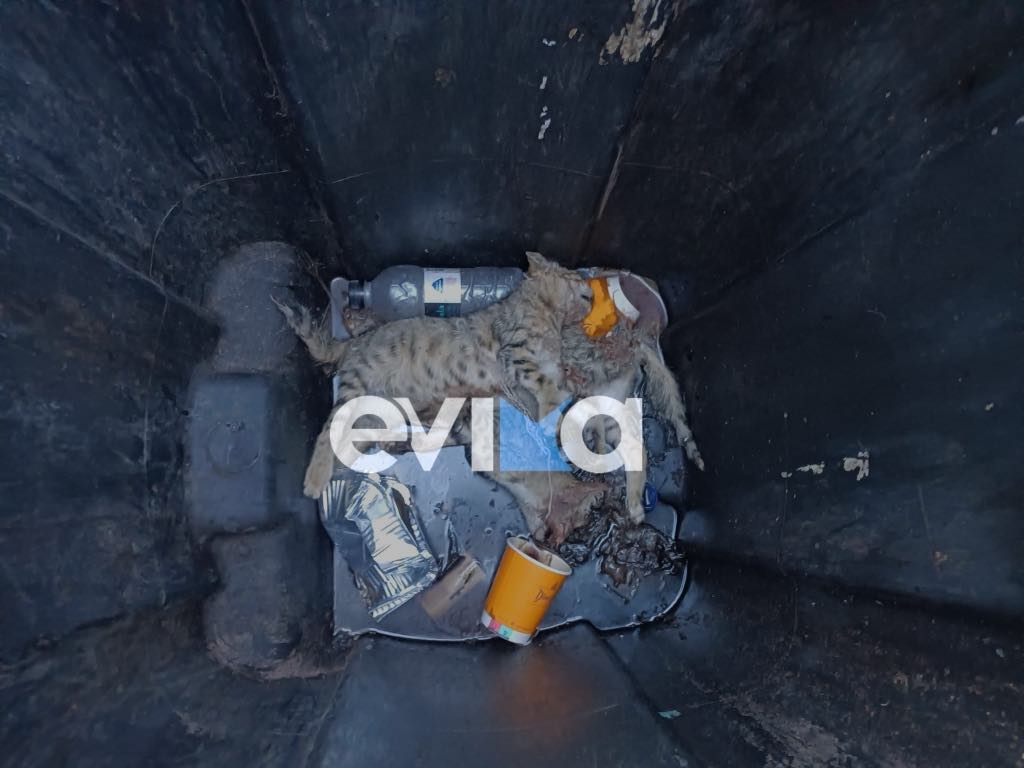 γατάκια - νεκρά