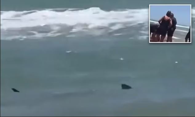 Βίντεο: Η ανατριχιαστική στιγμή που καρχαρίας παρακολουθεί στα ρηχά μετά την επίθεση σε γυναίκα