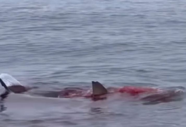 Καρχαρίας καταβροχθίζει φώκια σε δημοφιλή παραλία – Ανατριχιαστικό βίντεο