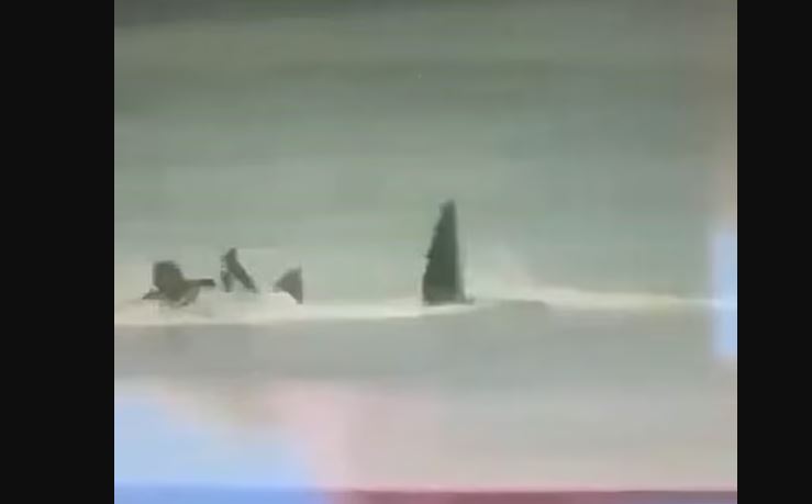 ΕΠΙΘΕΣΗ ΚΑΡΧΑΡΙΑ