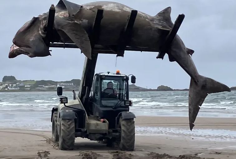 Βίντεο: Ανυψωτικό απομακρύνει τεράστιο καρχαρία 7,5 μέτρων από παραλία