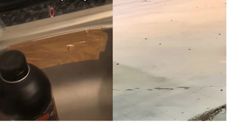 Κατσαρίδες στην Λάρισα