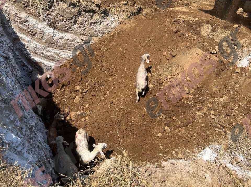 Τρίκαλα: Σάλος με την ταφή ζωντανών αιγοπροβάτων που νοσούσαν από πανώλη – «Δεν θα πάρεις ποτέ αποζημιώσεις»