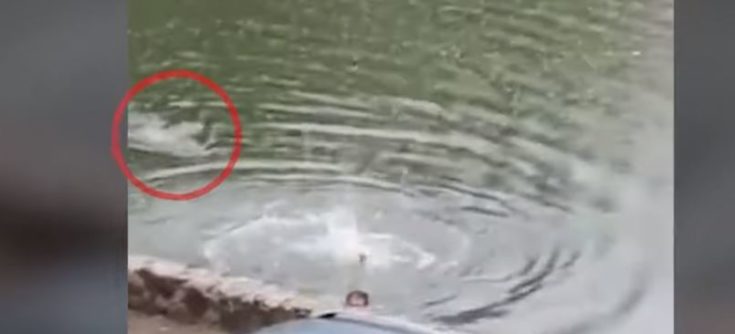 ΚΡΟΚΟΔΕΙΛΟΣ ΜΕΞΙΚΟ