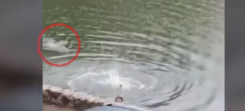 ΚΡΟΚΟΔΕΙΛΟΣ ΜΕΞΙΚΟ