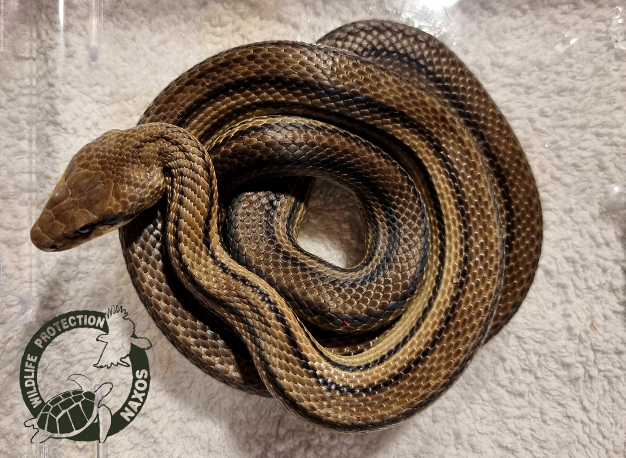 Νάξος: Φίδι εγκλωβίστηκε σε σπίτι στη Μικρή Βίγλα