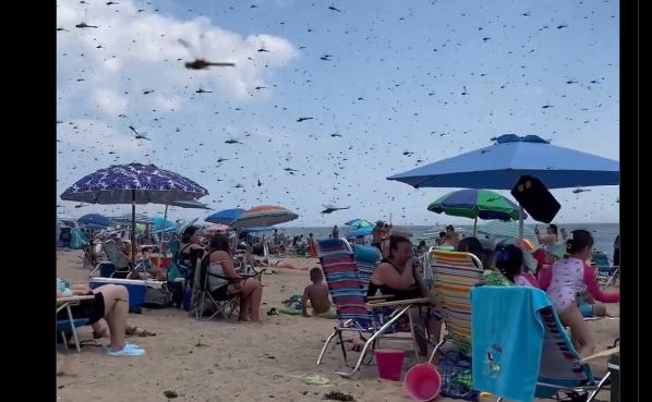 ΛΙΒΕΛΟΥΛΕΣ ΣΤΙΣ ΗΠΑ