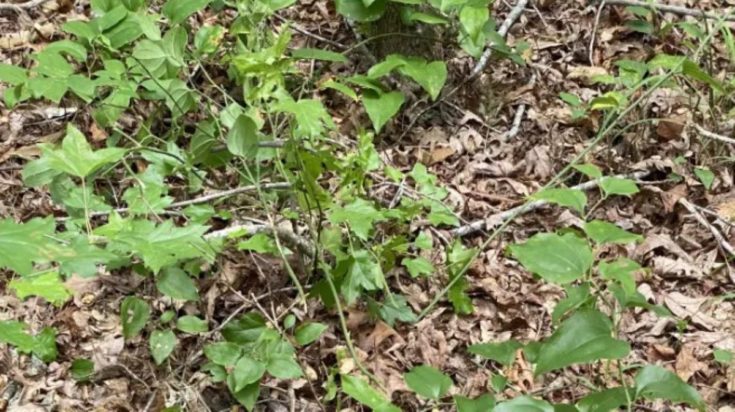 Οπτική ψευδαίσθηση