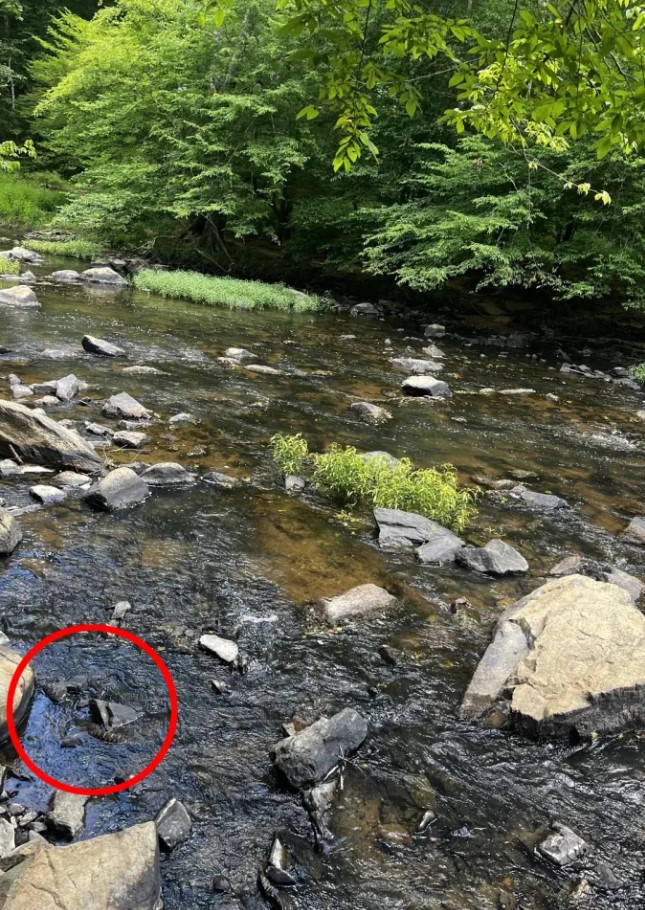 Οπτική ψευδαίσθηση