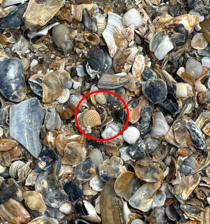 Οπτική ψευδαίσθηση