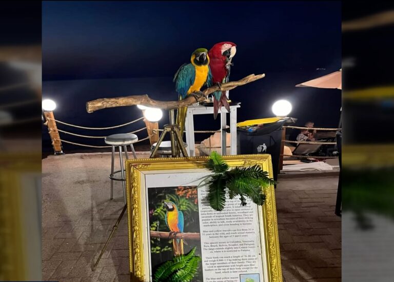 Χαλκιδική: Έκοψε τα φτερά παπαγάλων