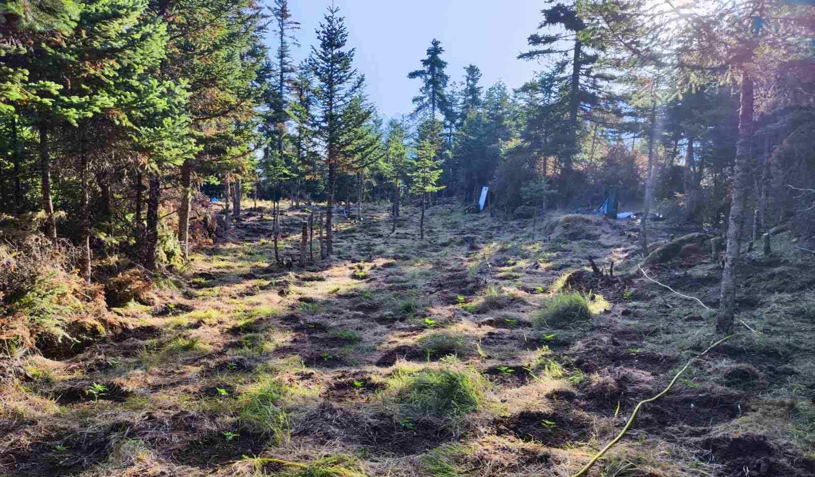 Φωκίδα: Εντοπίστηκε οργανωμένη φυτεία κάνναβης με 1.838 δενδρύλλια στα Βαρδούσια