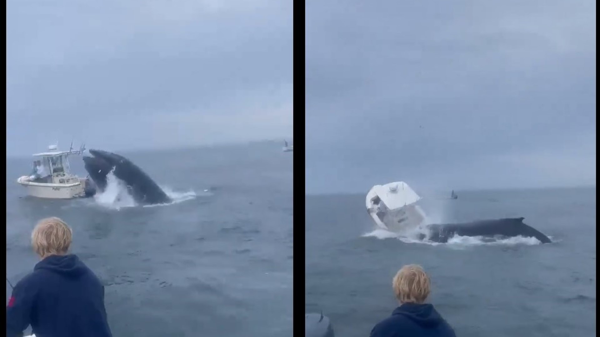 φάλαινα σκάφος