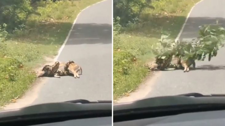 πύθωνας ελάφι άνδρας βίντεο