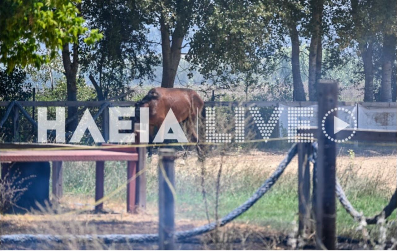 Πύργος: Φωτιά σε στάβλο με άλογα – Απομακρύνθηκαν με ασφάλεια τα ζώα -ΒΙΝΤΕΟ