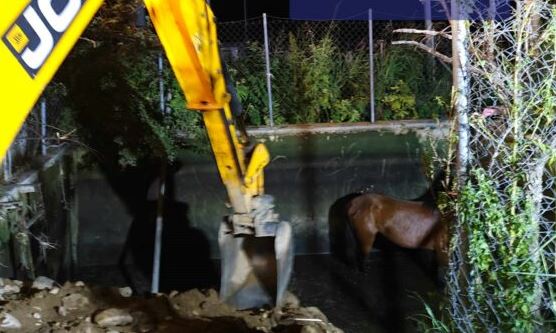 Ροδόπη: Πολύωρη επιχείρηση για τη διάσωση άγριου αλόγου – Είχε πέσει σε δεξαμενή ποτίσματος – ΦΩΤΟ