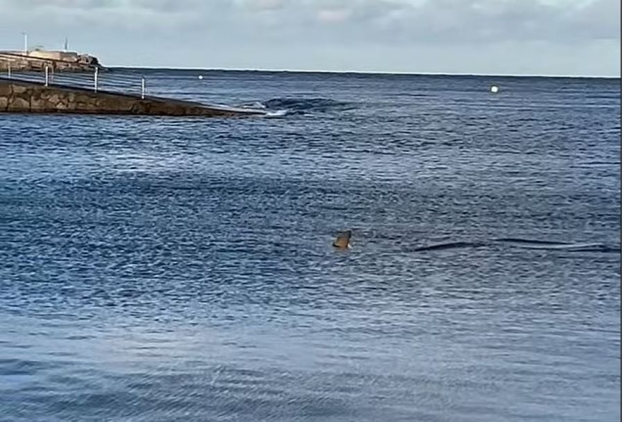 Ισπανία: Η στιγμή που καρχαρίας ορμά σε παραλία σκορπώντας τον πανικό – Βίντεο