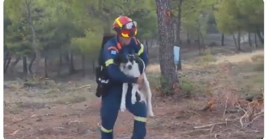 ΣΚΥΛΟΣ ΦΩΤΙΑ